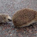 Hedgehog and baby