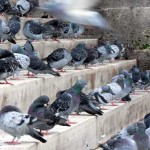 Pigeons on steps