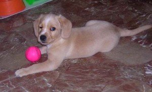 Dog pink ball