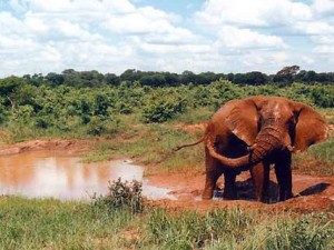 Elephant_Mudbath