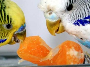 Eating tangerine
