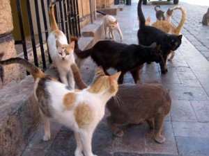 Relegation catfight
