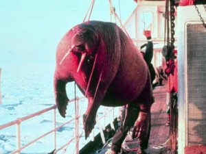 I am the walrus