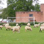 Sheep football match