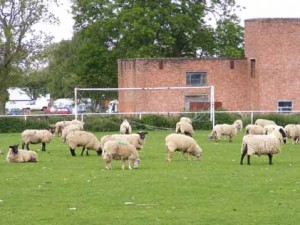 Sheep football match