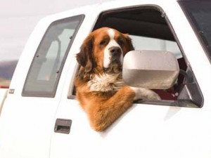 Harry Redknapp dog