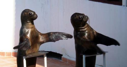 ES3, 12.28pm. New recruits from Knowsley Safari Park lead the cheering section.