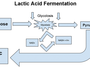 So now you know how Latic acid is formed. Oh, wait... (c)Biology Fun Facts