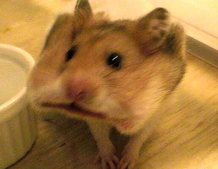 Cracker hamster