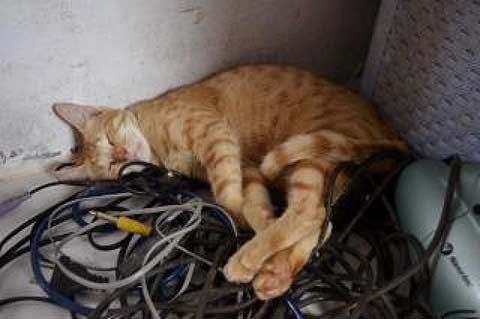 Since I couldn't find a picture of the cartoon version, here's the real Cable Cat.