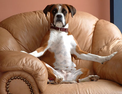 Dog sitting in armchair
