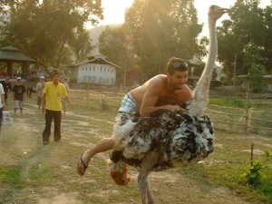 Riding ostrich