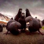 Pigeon rap group