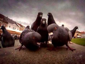 Pigeon rap group