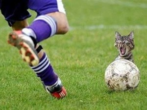 Kicking a cat