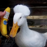 Duck using phone