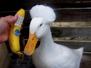 Duck using phone