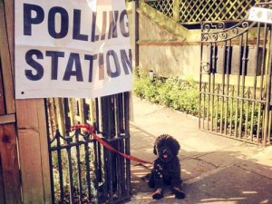 Dog at polling station