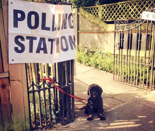 Dog at polling station