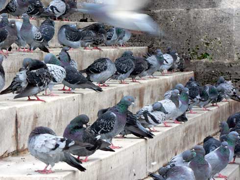 Pigeons on steps